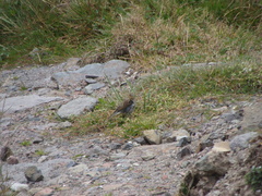 Geospizopsis unicolor