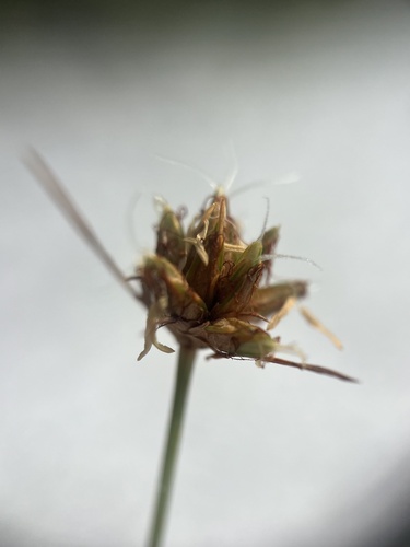 Image of Bulbostylis warei by no rights reserved