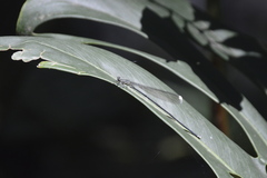 Mecistogaster modesta