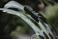 Mecistogaster modesta