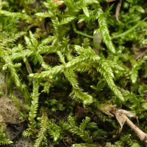 Image of Calliergonella lindbergii by (c) Alexis Tinker-Tsavalas, some rights reserved (CC BY)