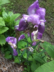 Iris × germanica