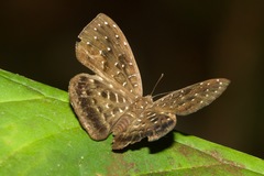 Napaea mellosa