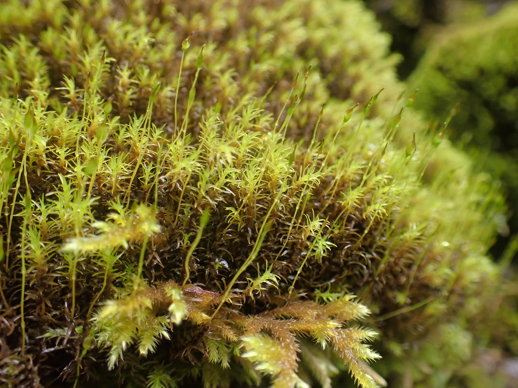 yellowish fork-moss