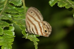Euptychia