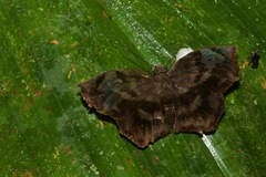 Achlyodes busirus
