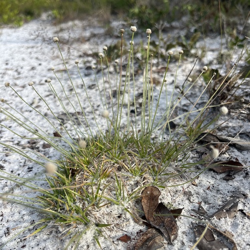 Image of Paepalanthus beyrichianus by no rights reserved