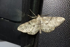 Peribatodes rhomboidaria