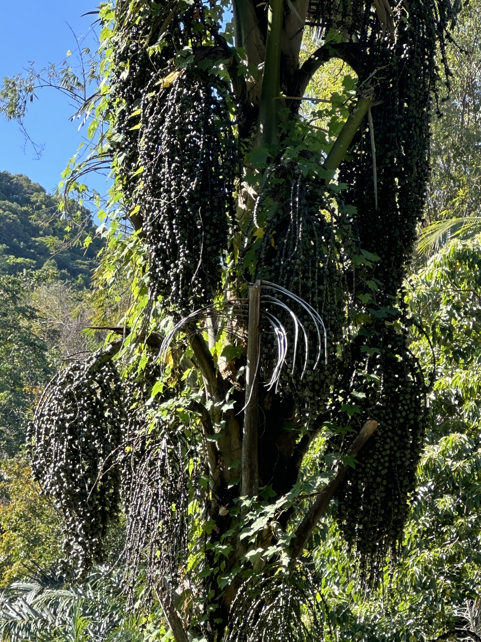 Imagem de Palmeira-sagu