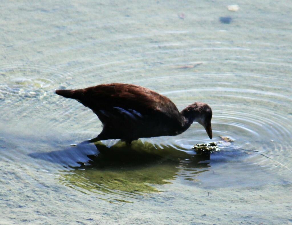 Common Gallinule from Port Aransas, TX, USA on August 13, 2024 at 04:23 ...