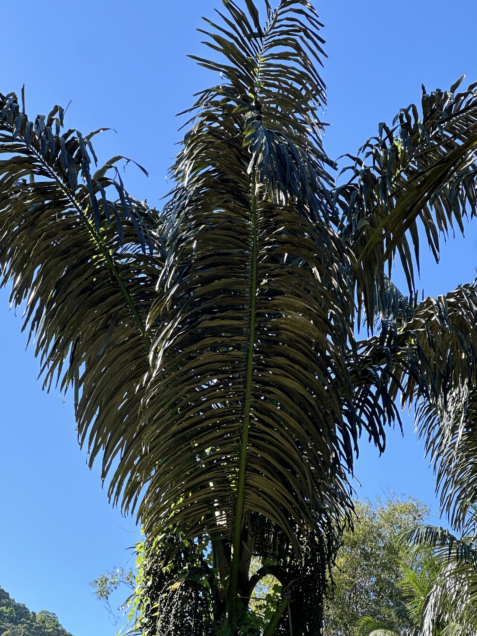 Imagem de Palmeira-sagu