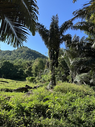 Foto de Palmeira-sagu