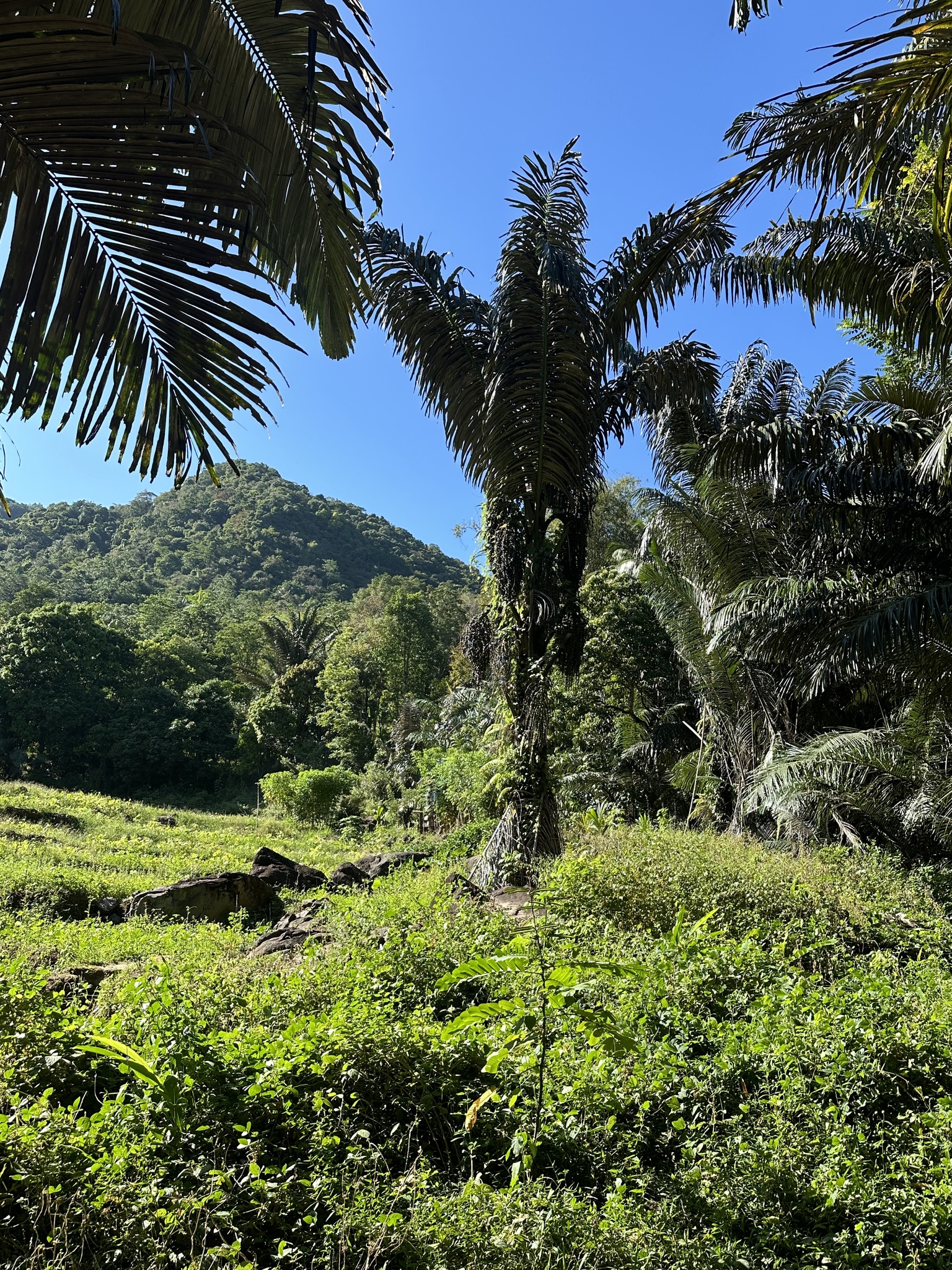 Imagem de Palmeira-sagu