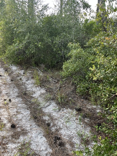Image of Phoebanthus grandiflorus by no rights reserved