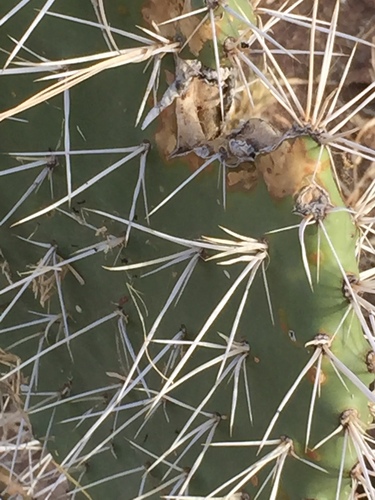Indian fig opuntia