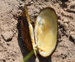 Cambarunio taeniatus