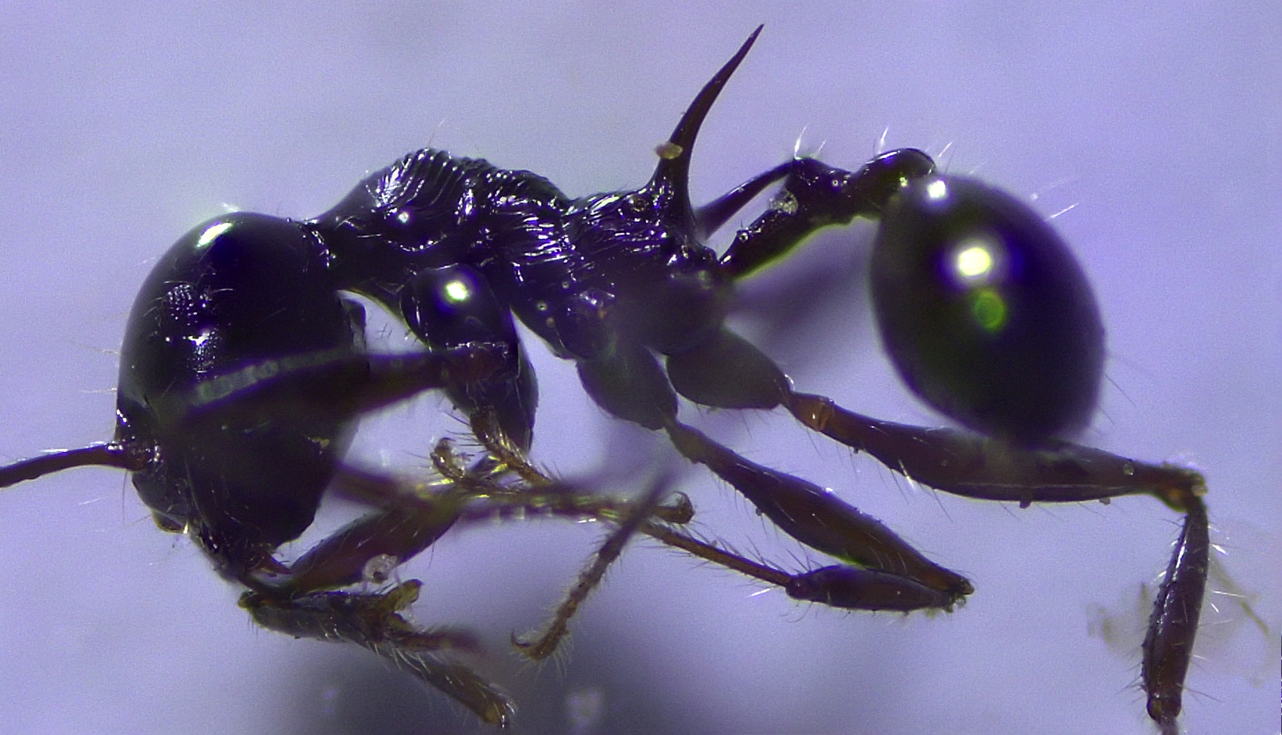 Pheidole hecate
