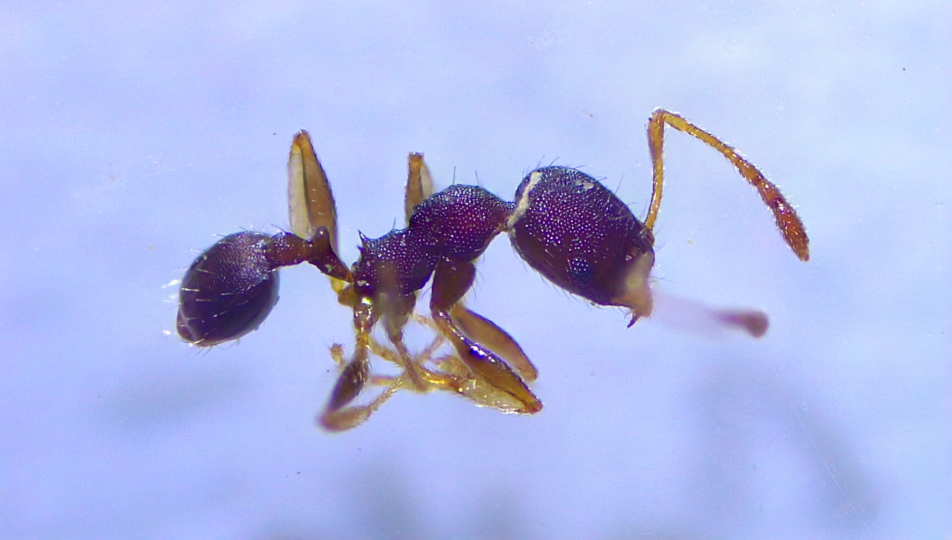 Pheidole jamaicensis