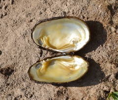 Cambarunio taeniatus