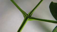 Jacaranda jasminoides