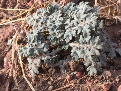 Santa Maria feverfew