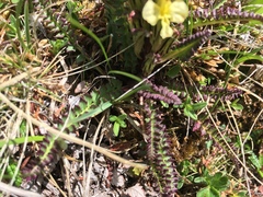 Pedicularis oederi