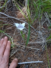 Calochortus elegans selwayensis
