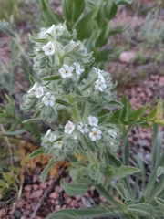 Oreocarya thyrsiflora