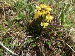 Pedicularis oederi