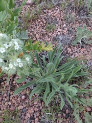 Oreocarya thyrsiflora