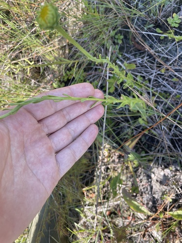 Image of Balduina uniflora by no rights reserved