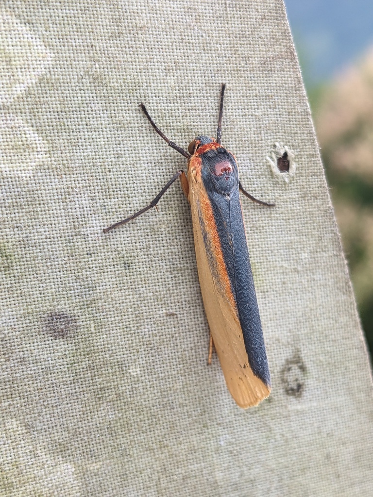 Agylla hermanilla