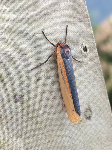 Agylla hermanilla