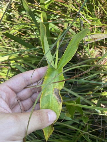 Image of Peltandra sagittifolia by no rights reserved