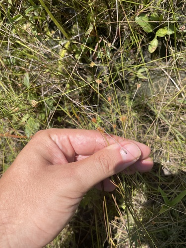 Image of Rhynchospora chapmanii by no rights reserved