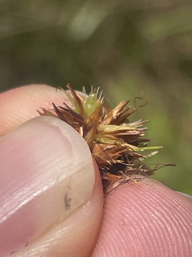 Image of Rhynchospora cephalantha by no rights reserved