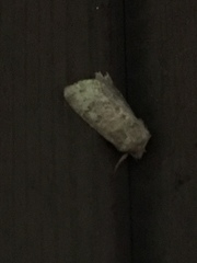 Protorthodes oviduca