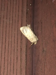 Protorthodes oviduca