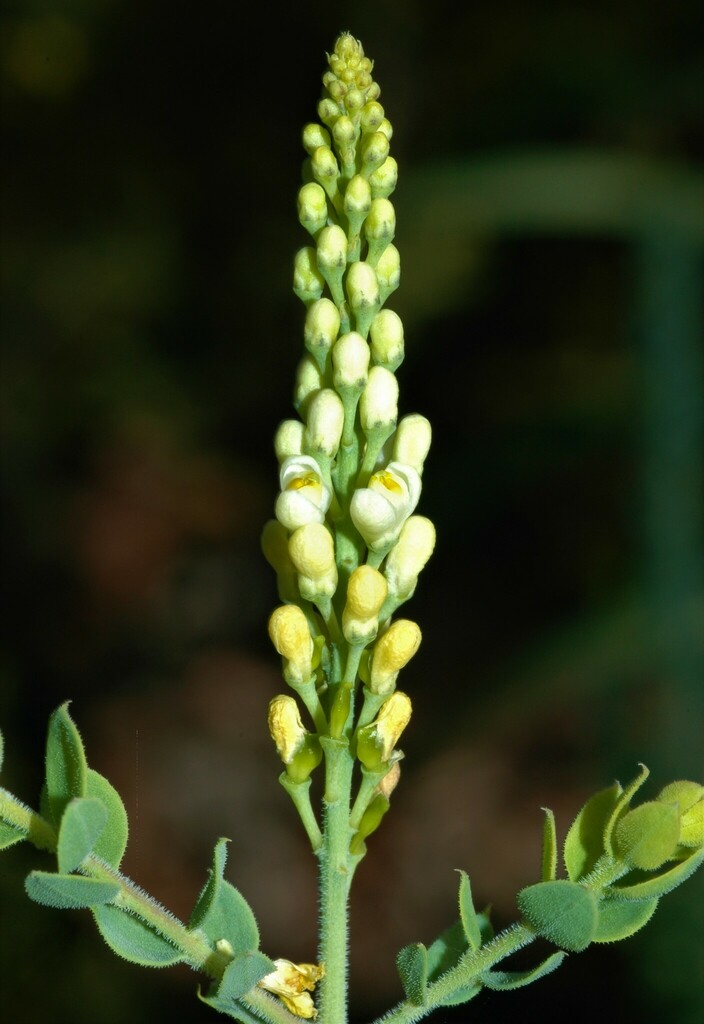 Comesperma secundum