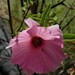 Hibiscus arnhemensis - Photo (c) Mike and Cathy Beamish, some rights reserved (CC BY-NC), uploaded by Mike and Cathy Beamish