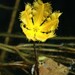 Nymphoides subacuta - Photo (c) Mike and Cathy Beamish, some rights reserved (CC BY-NC), uploaded by Mike and Cathy Beamish