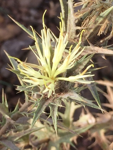 smooth distaff thistle