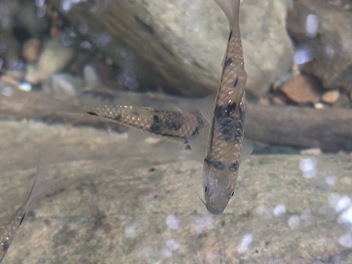 Clown barb (Barbodes everetti) — Cyprinidae — 4