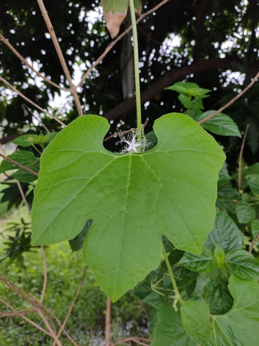 Foto de Trichosanthes dioica