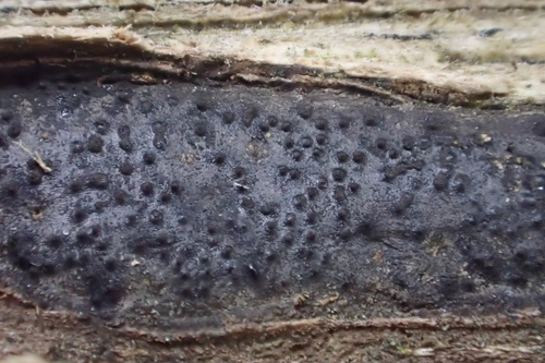 Graphostromataceae