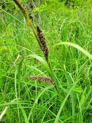 Carex lacustris