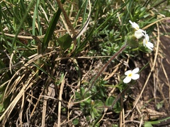 Androsace chamaejasme