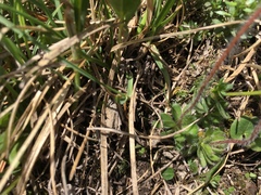 Androsace chamaejasme