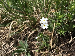 Androsace chamaejasme