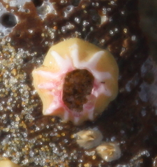 Notobalanus vestitus